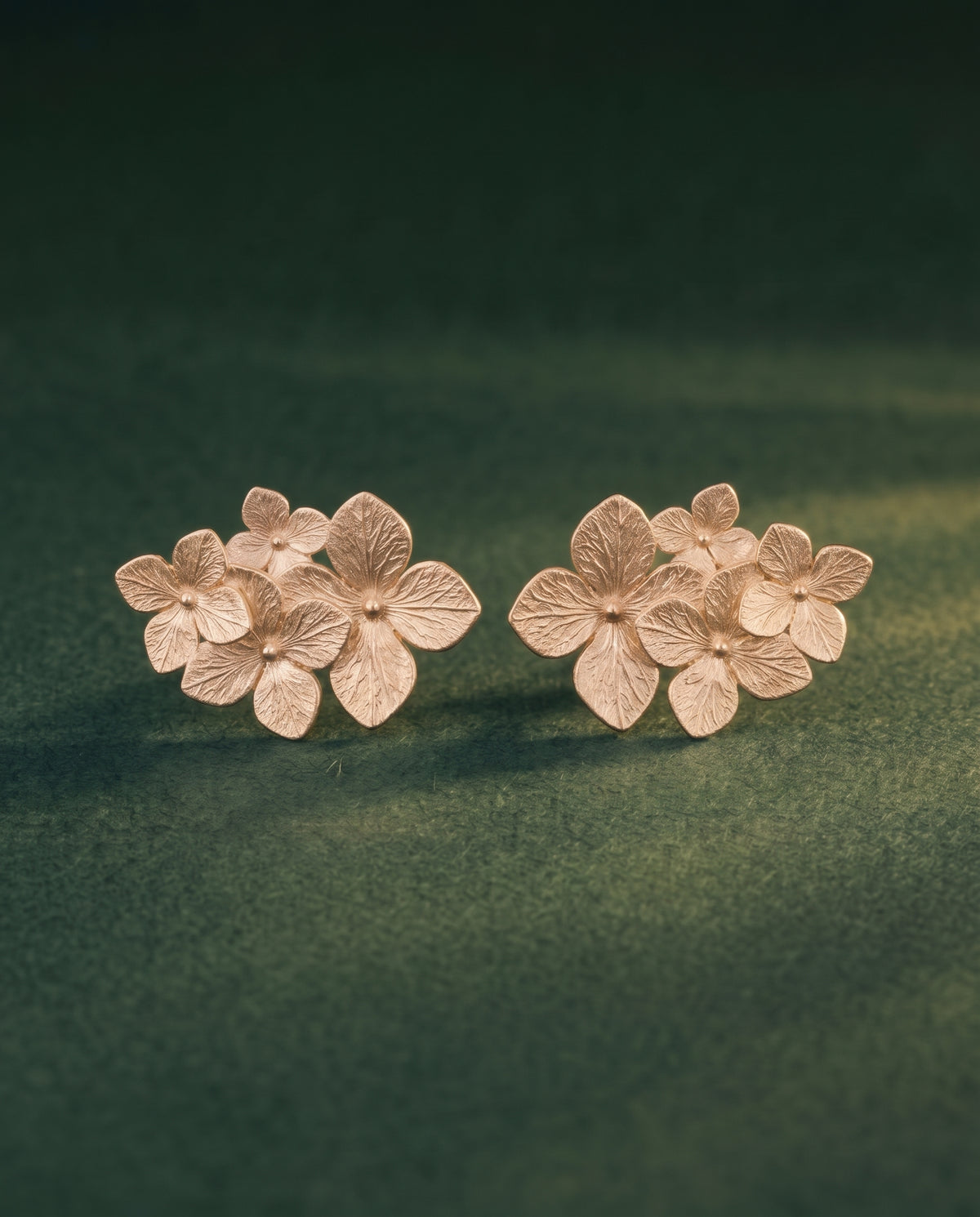 Inflorescence d'Hortensias
